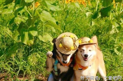 开心句子大全