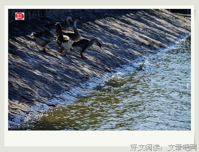 浅浅秋韵，一往情深