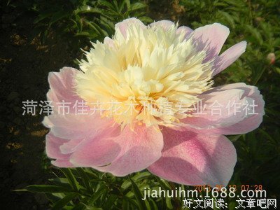 关于凤羽的优美句子