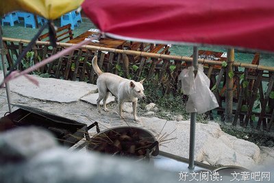 他多情如霜的优美句子