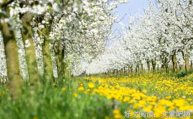 15条关于朴树的经典语句