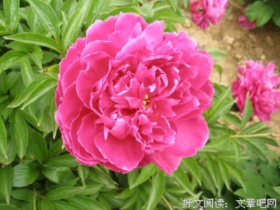 用每自道这些便道是你心悸的句子