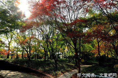 第二爱的优美句子