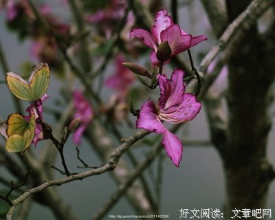 偶得的句子