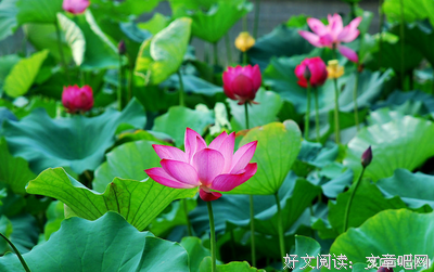 有关归渔经典句子