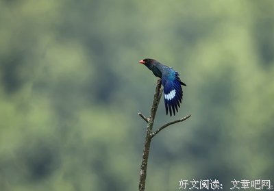 生目界认子杂上出杂感经典的句子