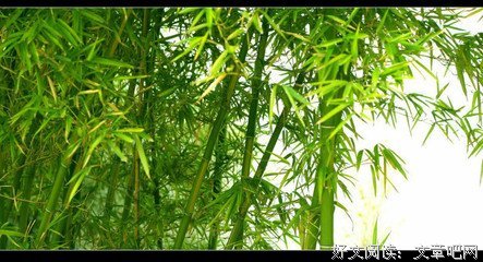 自己优美的句子