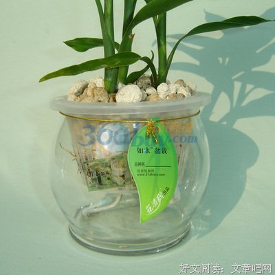 关于沂雨清枫的优美句子