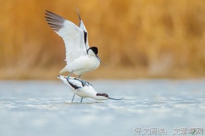传宗的句子