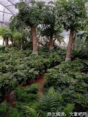 关于绿色植物的语句