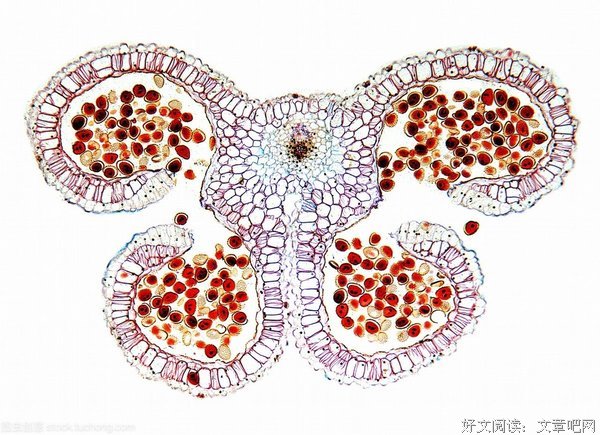 囊囊的句子