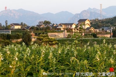 关于不甘寂寞的语句