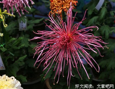 漂洋过海的名言_关于漂洋过海的名言