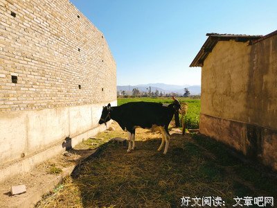 文青的优美句子