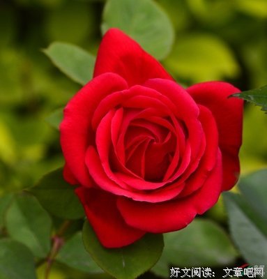 子婼经典名句