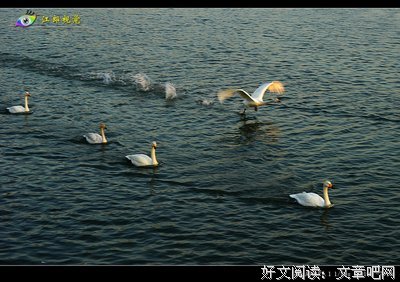 《飞翔吧！埼玉》观后感精选10篇
