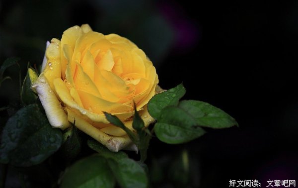 描写黄玫瑰的语句摘抄