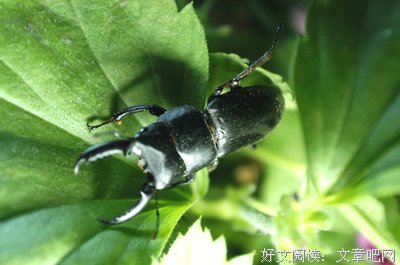 有关屎壳郎的美文美句摘抄