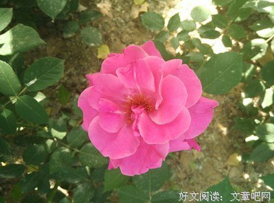 15条关于尽心的经典语句
