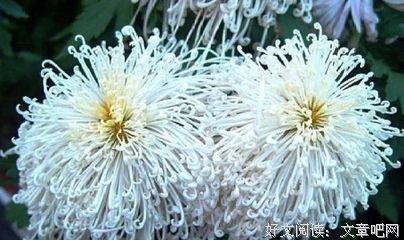 关于木已成舟的格言