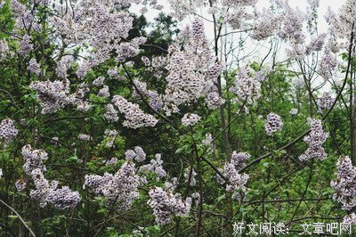 关于夏明朗名言名句