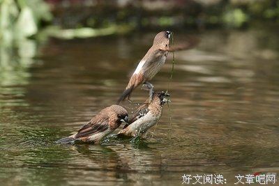 描写扬长而去的经典句子