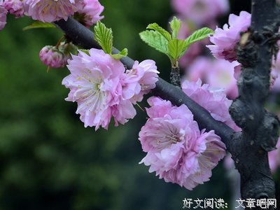 关于雨烟的名言