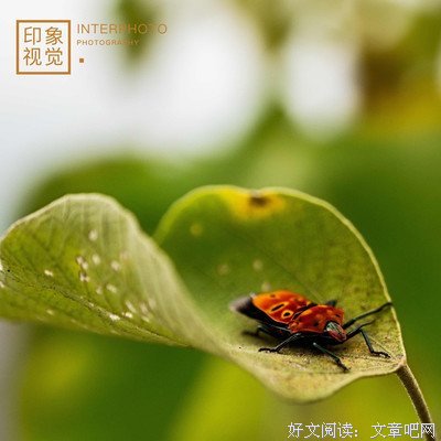 迷途的优美句子