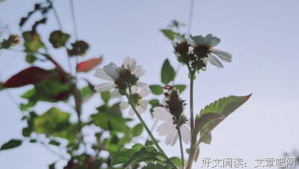 孤独经典的句子