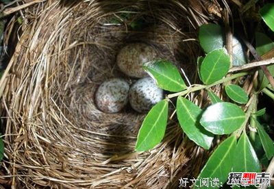 梭罗名言