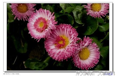 静听花开
