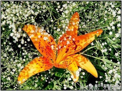 了不多言优美的句子