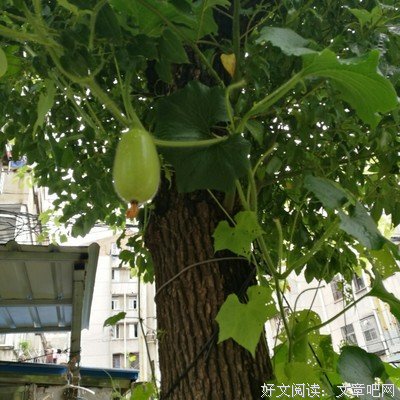 睡了我8年的男人，因我子宫膜太薄要退婚