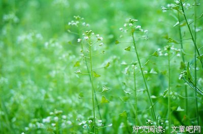 好词好句的优美句子