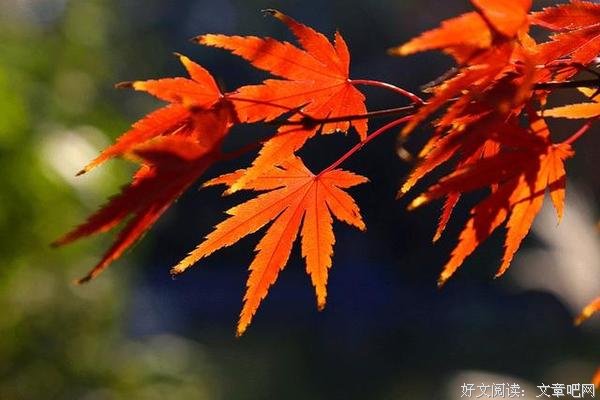 今日寒露：秋寒露重，登高方能识远；人淡如菊，欣赏生命丰盈 