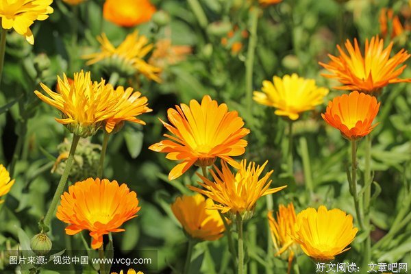 奇花异草的名句_关于奇花异草的名句