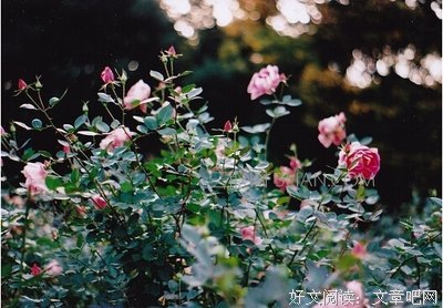 唯美的优美句子