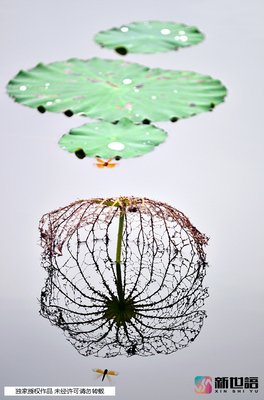 跟拍心灵的镜头的句子