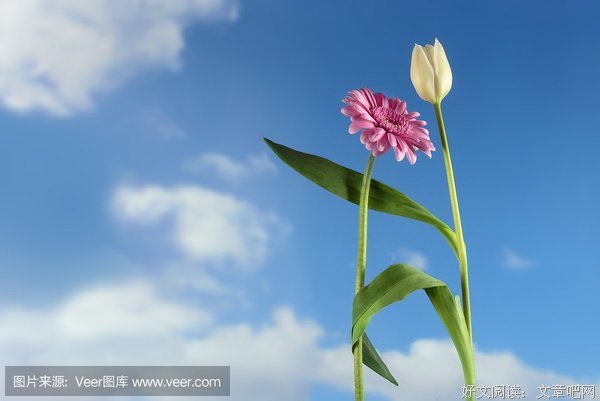 雏菊句名句欣赏
