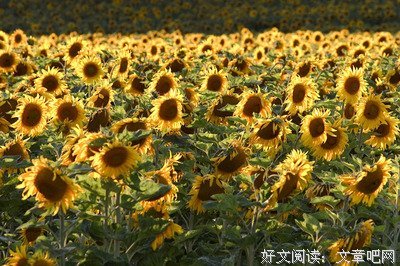 关于电影的句子