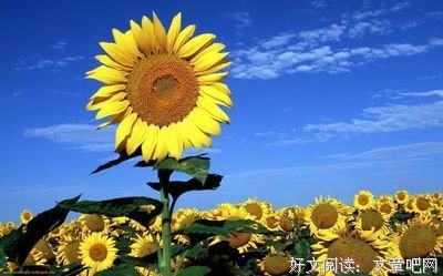 有关鸡汤的句子