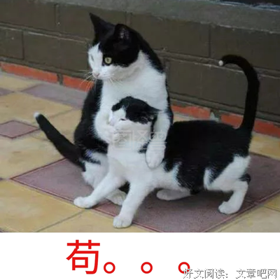 关于梗的句子