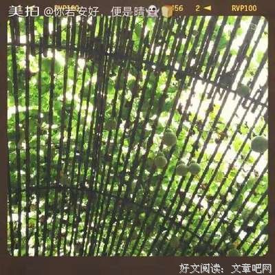 《你若安好，们金成是晴着然的》好词好句