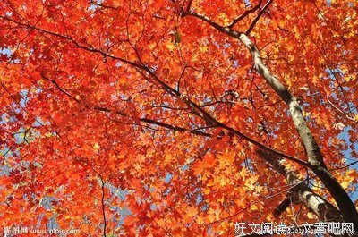 白落梅经典语录