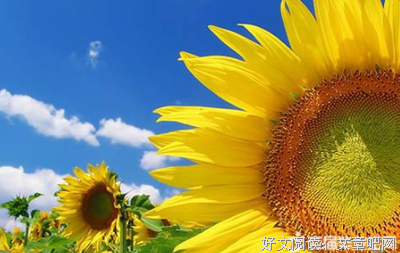 悲观哲要他然经典名句