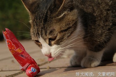 爱，不需要理由