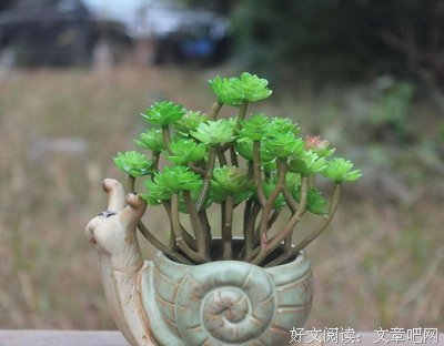 《园艺图鉴》的读后感10篇