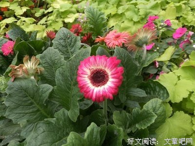 老九的名言_关于老九的名言