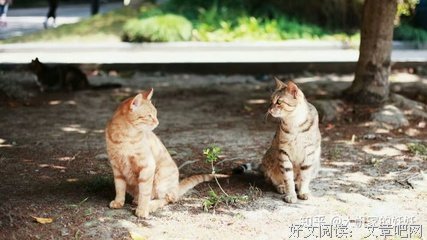 关于看起来蛮有意思的句子