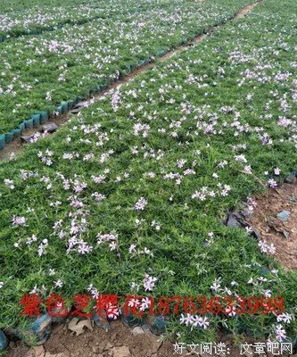 有关微花序的句子